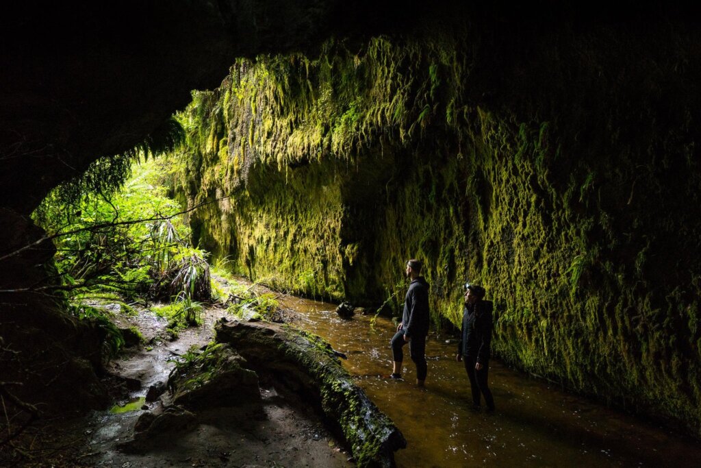 Limestone Creek Reserve Glow Worm Caves ManawatuNZ large (1)