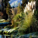 Thumbnail of http://Pohangina%20Wetland%20image%20courtesy%20John%20Brock%20Copy