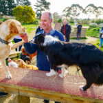 Thumbnail of http://dogs%20P1555746August%2018,%202020