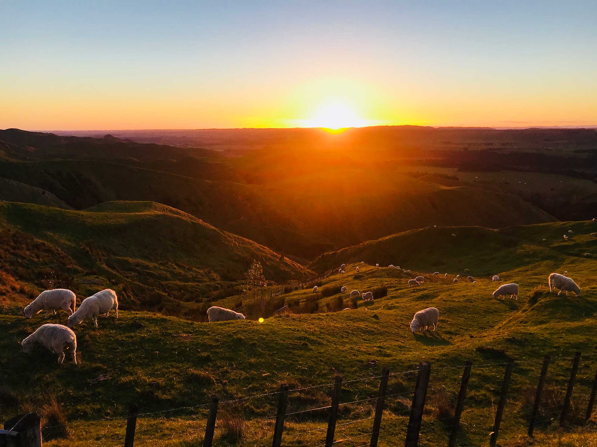 Manawatu | Stormy Point sunset with sheep ManawatuNZ.co .nz