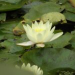 Thumbnail of http://luttrells%20white%20pine%20garden,%20Manawatū