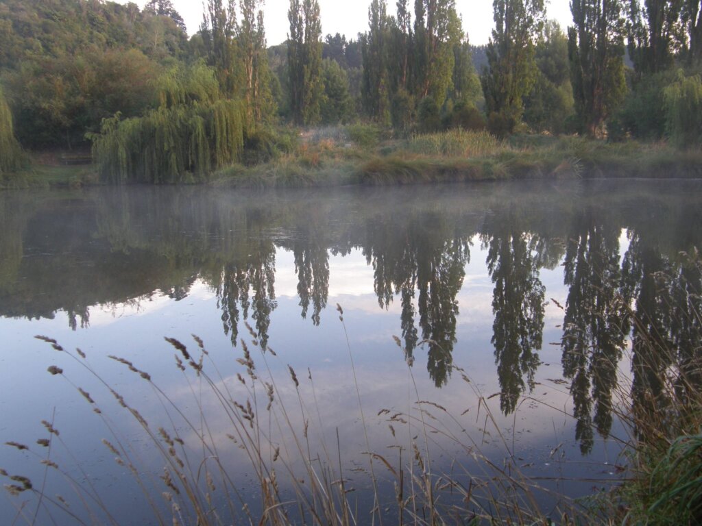 luttrells white pine garden, Manawatū