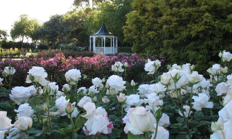 Dugald McKenzie Rose Garden