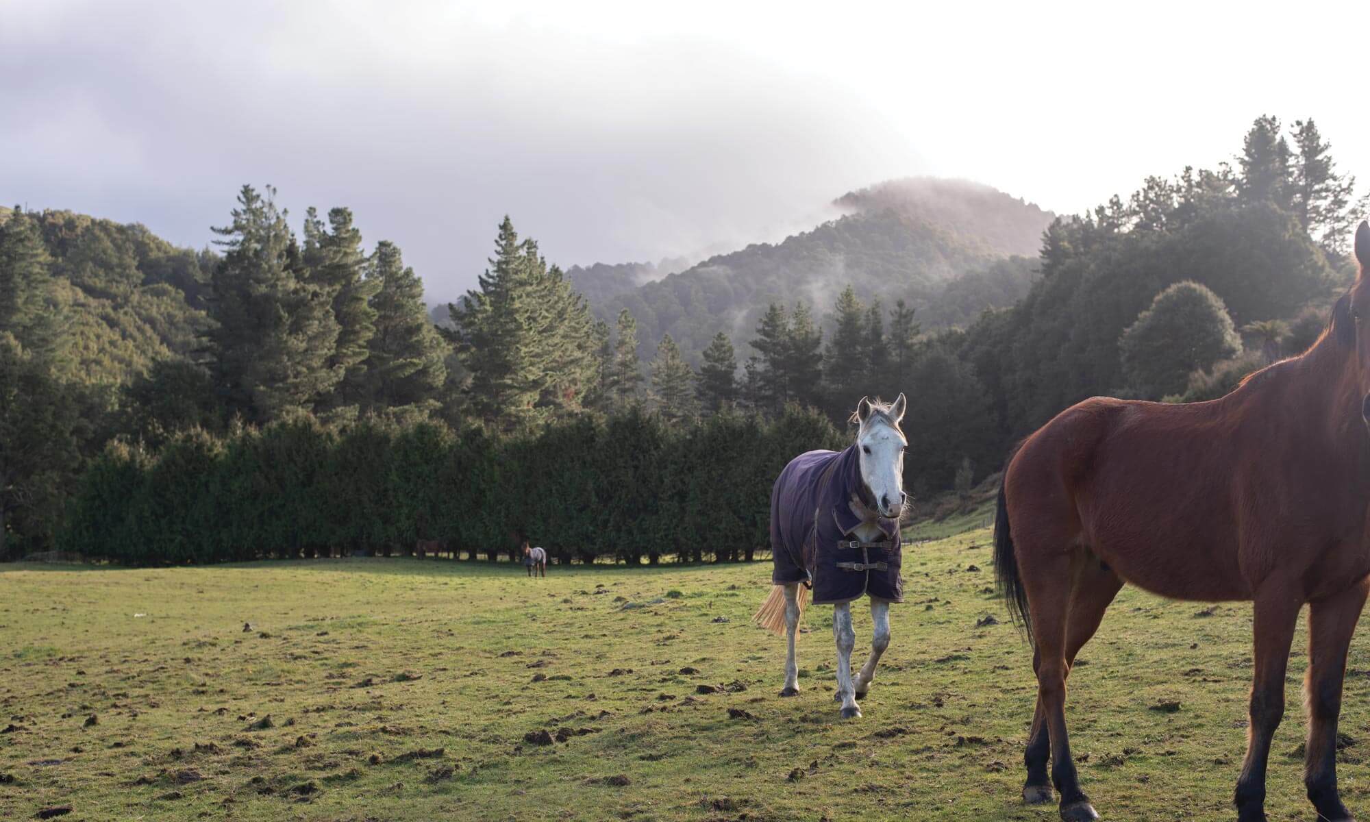 Table Flat Horse Trekking Manawatū & Palmerston North