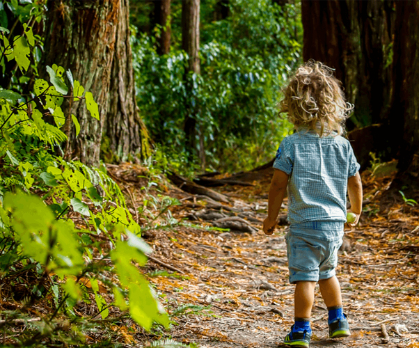 Manawatu | Nature | Bush walks and hikes Manawatu, explore Manawatu