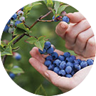 Blue berry picking Manawatu