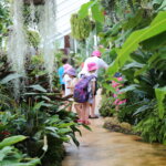 Thumbnail of http://Peter%20Black%20Conservatory,%20Victoria%20Esplanade,%20Palmerston%20north