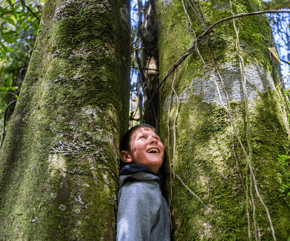 Manawatu | Nature | Bush walks and hikes Manawatu, explore Manawatu
