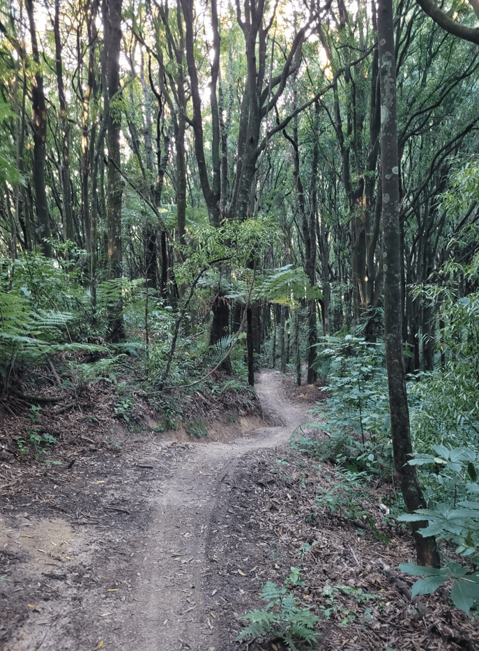 Te Ara o Mahurangi mountain bike track - Te Āpiti