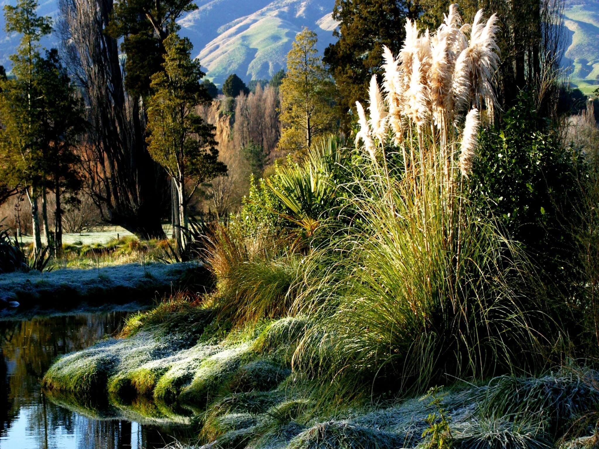 Pohangina Wetland image courtesy John Brock Copy