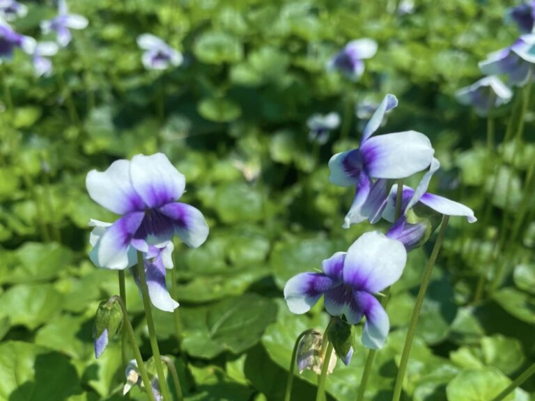 Spring Bloom Nursery & Gardens