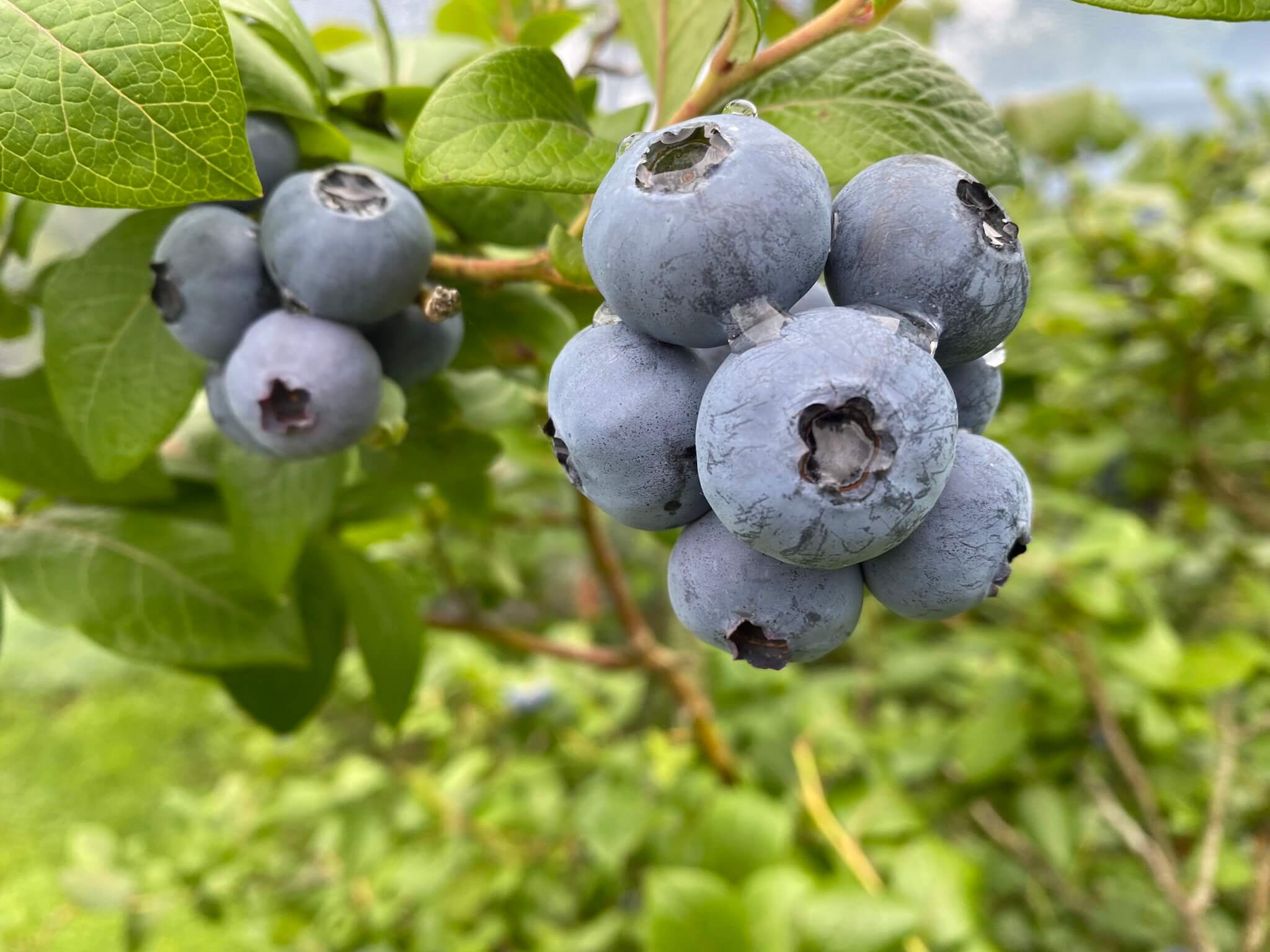 Blueberry Patch