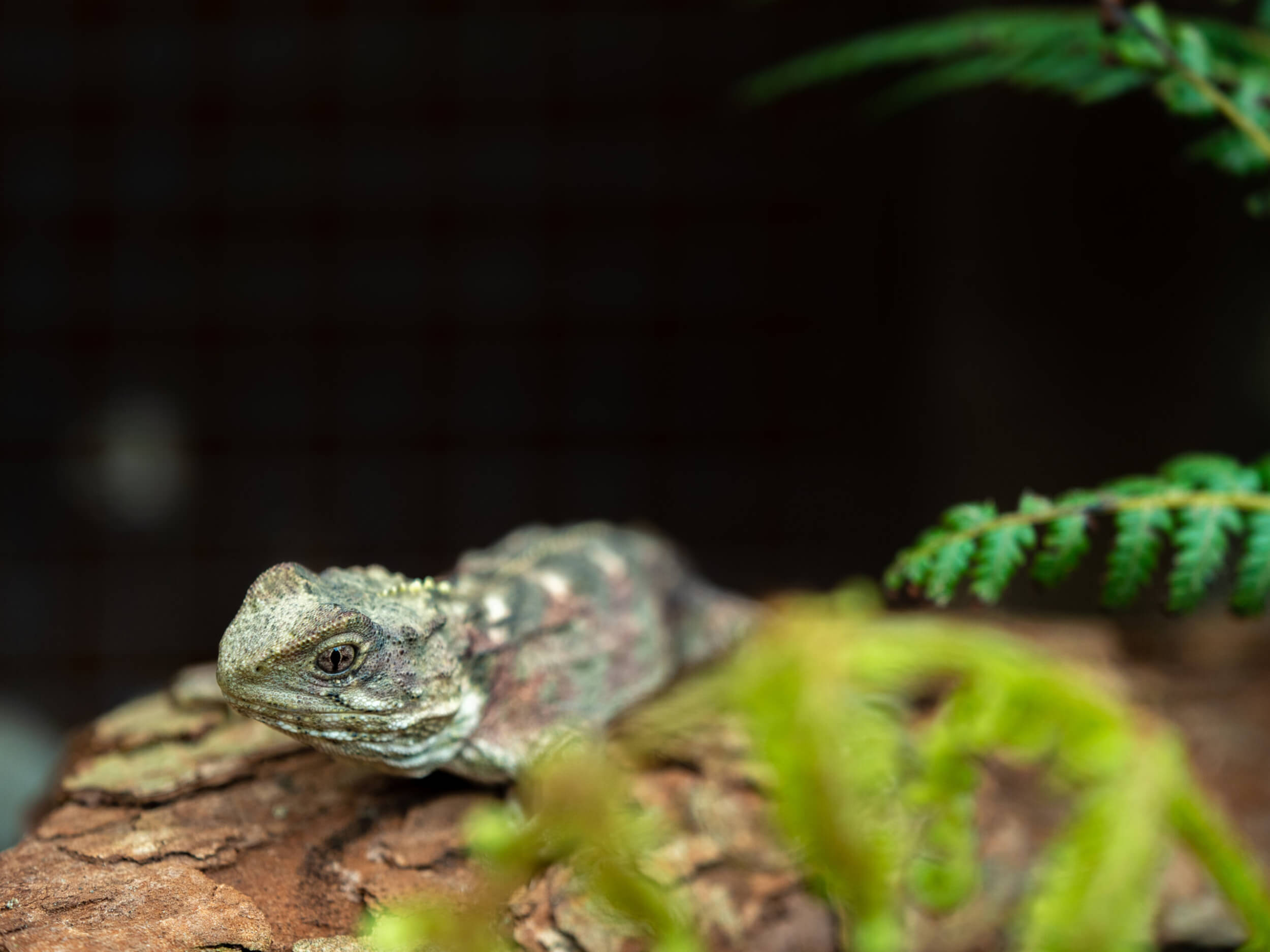 Baby Tuatara P1666663 October 28, 2020