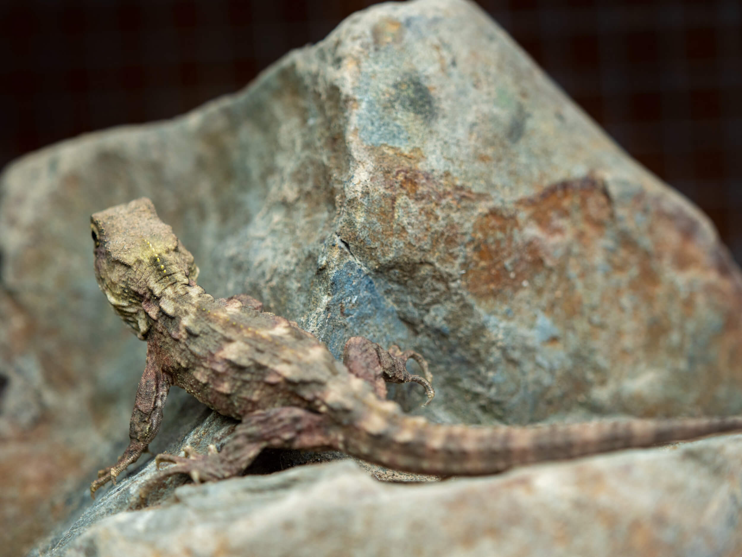 Baby Tuatara P1666679 October 28, 2020