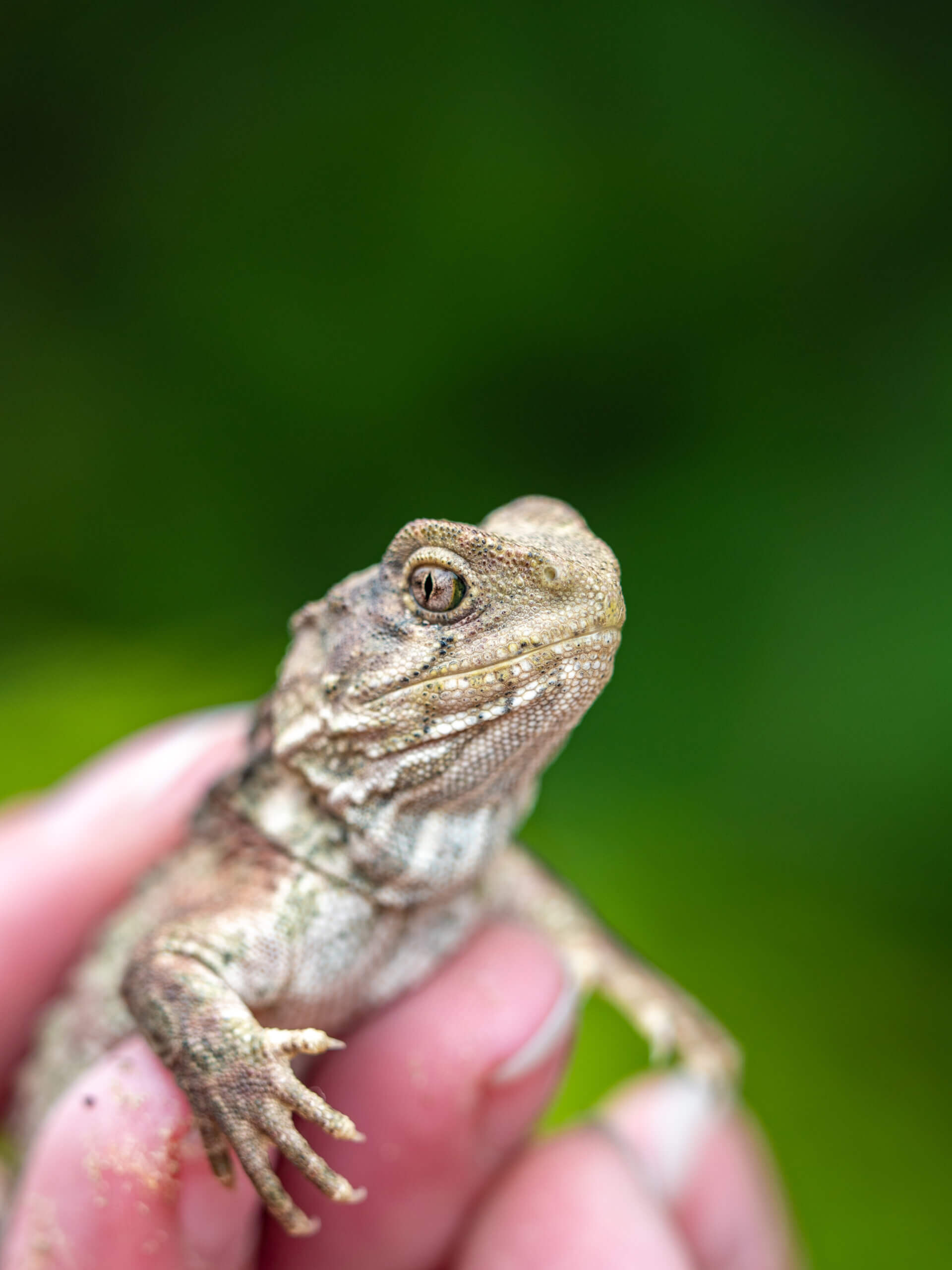 Baby Tuatara P1666730 October 28, 2020