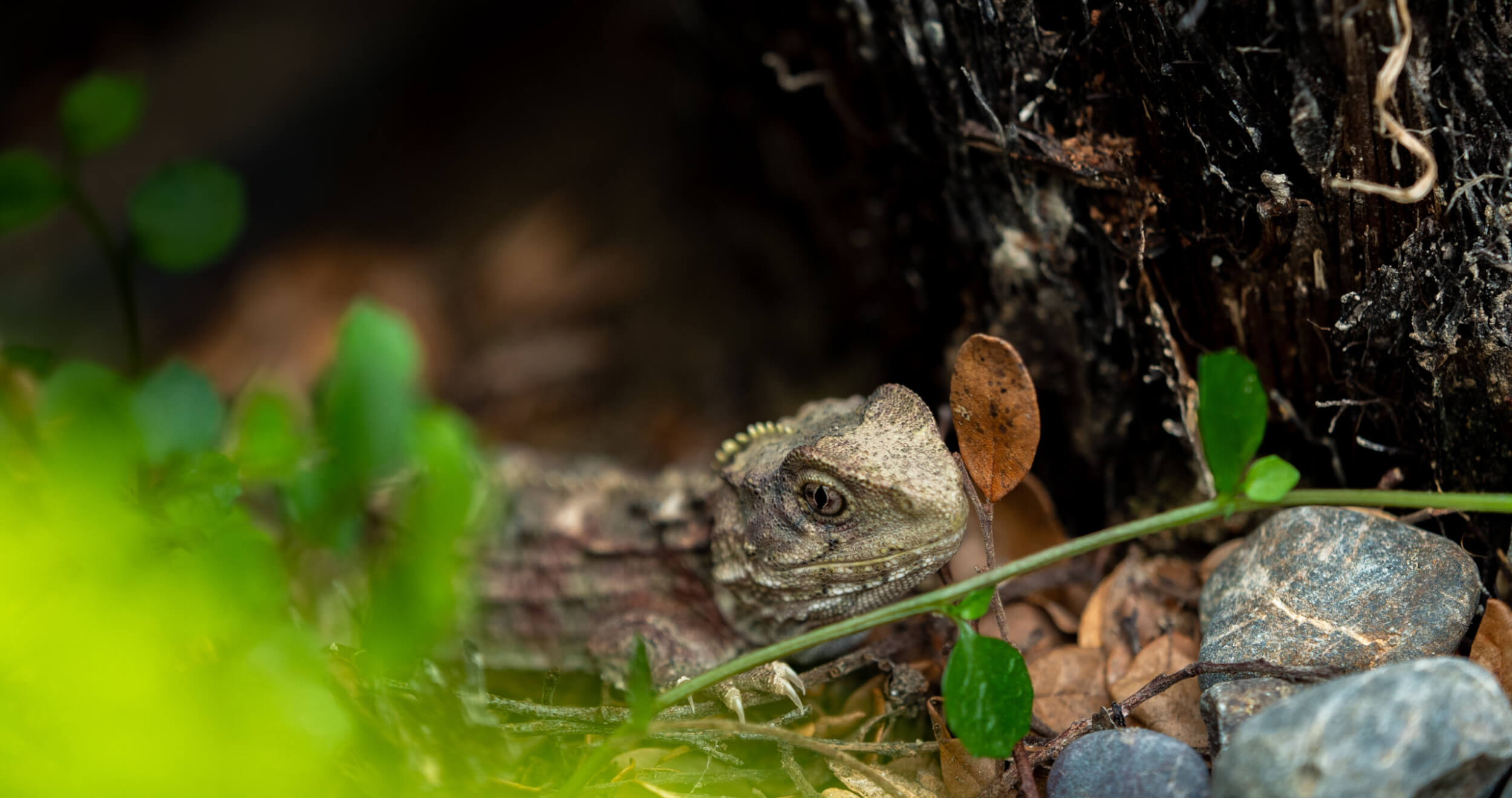 Baby Tuatara P1666790 October 28, 2020