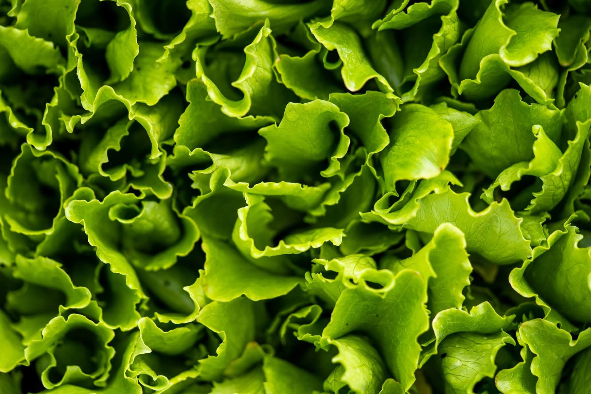 MacroFeildingMarket Case 2022 079 large
