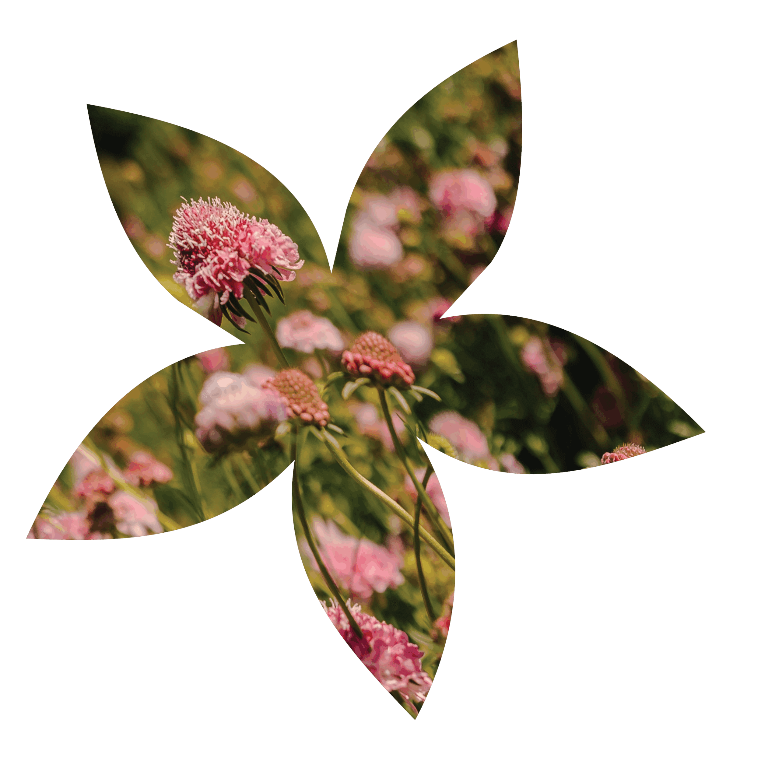 Web Flower assets