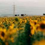 Thumbnail of http://20250204CEDAStuartsCaseStudy%2065