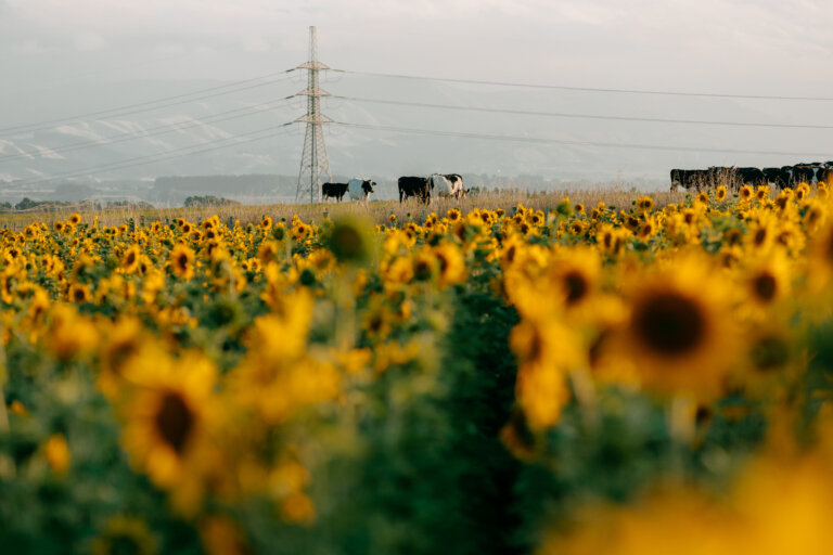 Hiwinui Sunflower Field