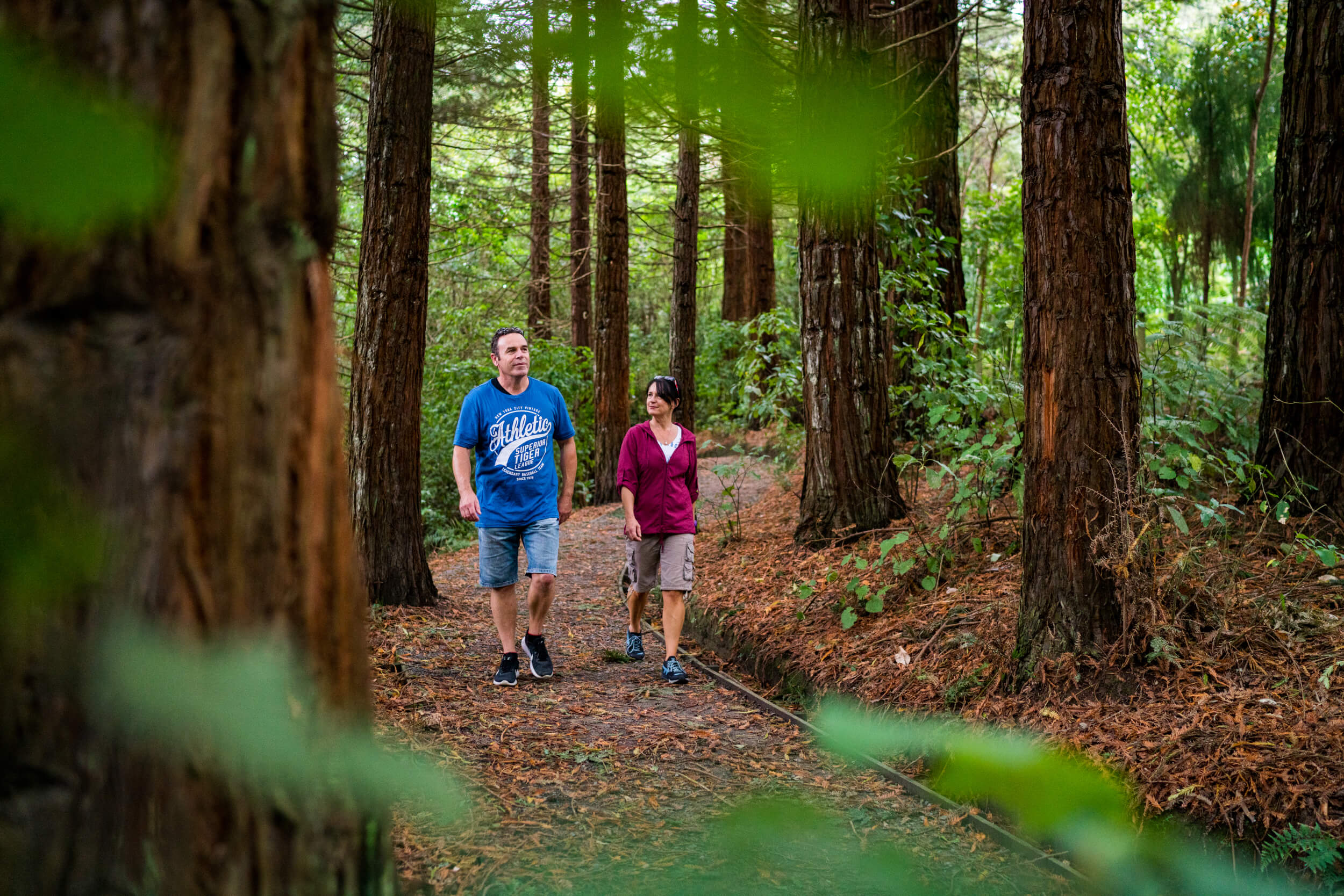 Bledisloe Park Redwood Forrest 2
