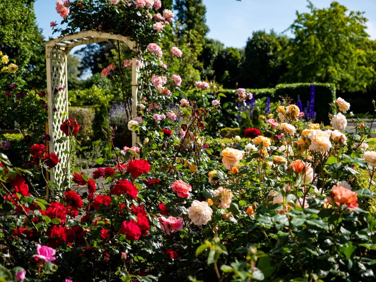 Caccia Birch P107603225