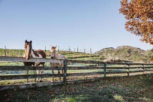 High Country Enchantment - Full Day Horse Trek