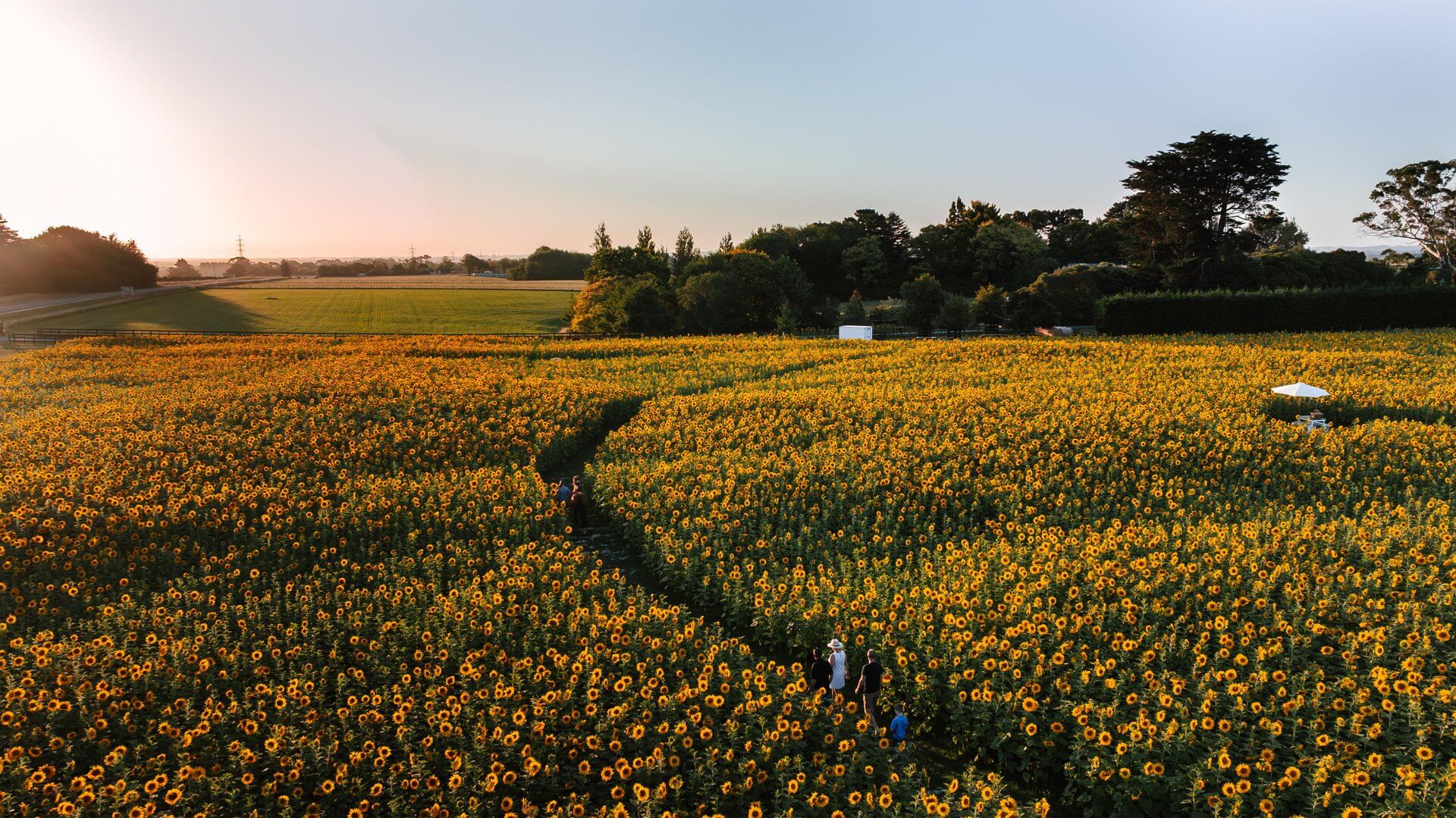 Hiwinui Sunflower Farm