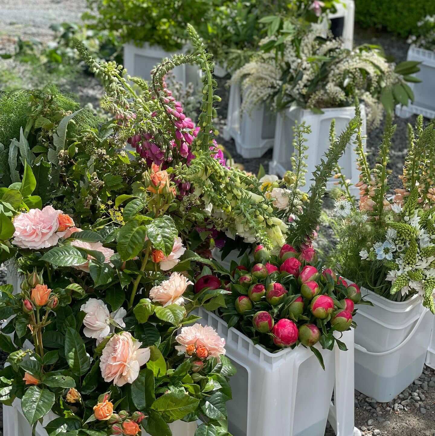 flower collective manawatū